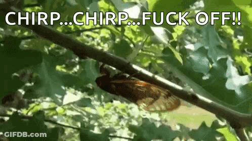 Butterfly Sitting On Branch With Chirp Off GIF