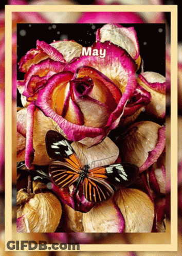 Butterfly Sitting On Petals Near Pink Rose May GIF