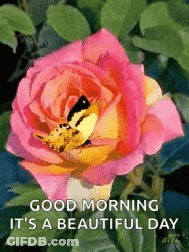 Butterfly Sitting On Pink Rose Good Morning GIF