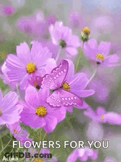Butterfly Sitting On Purple Flower Flowers For You GIF
