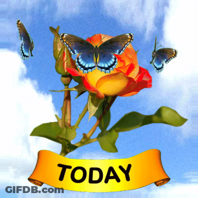 Butterfly Sitting On Rose With Today Banner GIF