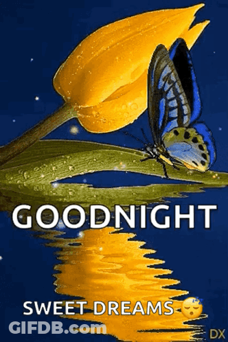 Butterfly Sitting On Yellow Flower Goodnight GIF