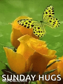 Butterfly Sitting On Yellow Rose GIF
