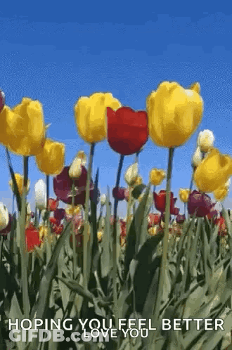Butterfly Sitting On Yellow Rose Sunday Hugs GIF