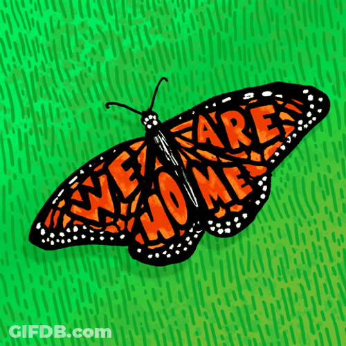 Butterfly We Are Home GIF
