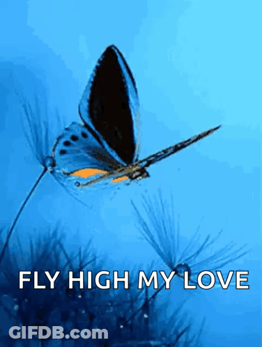 Butterfly With Fly High My Love GIF