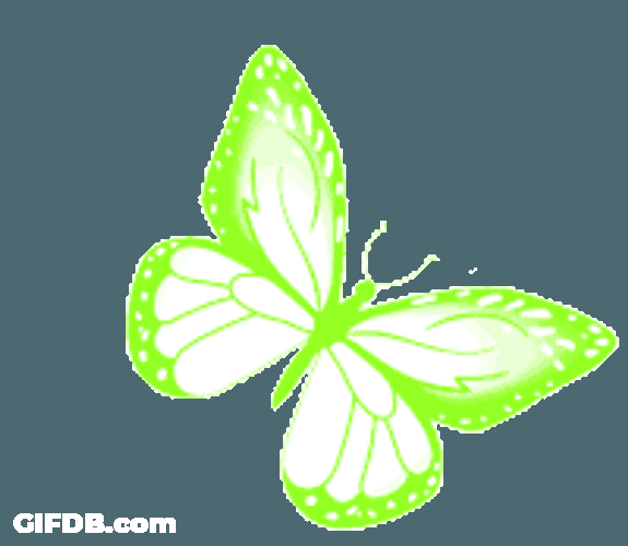 Butterfly Yellow Green Butterfly Sticker GIF