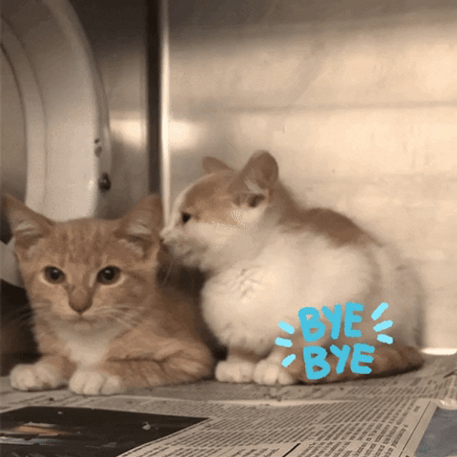 Bye Bye Cat Animal Shelter GIF