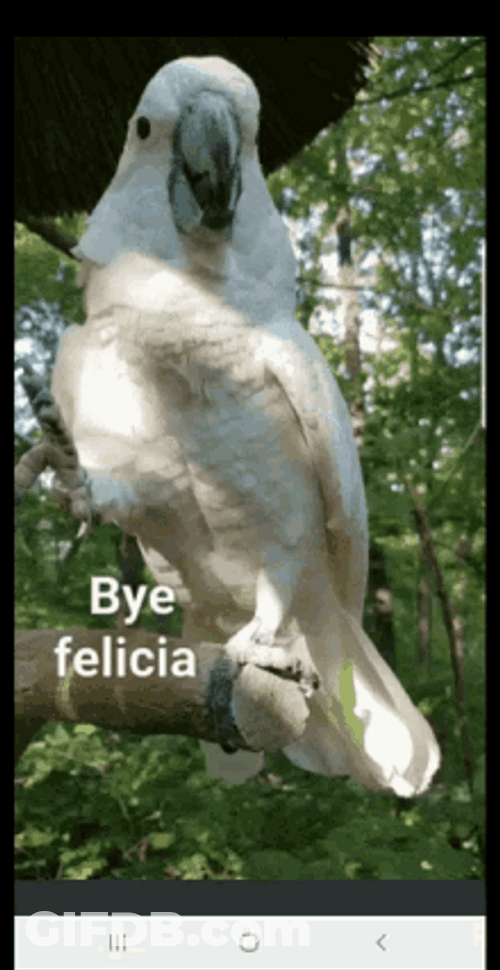 Bye Felicia White Parrot GIF