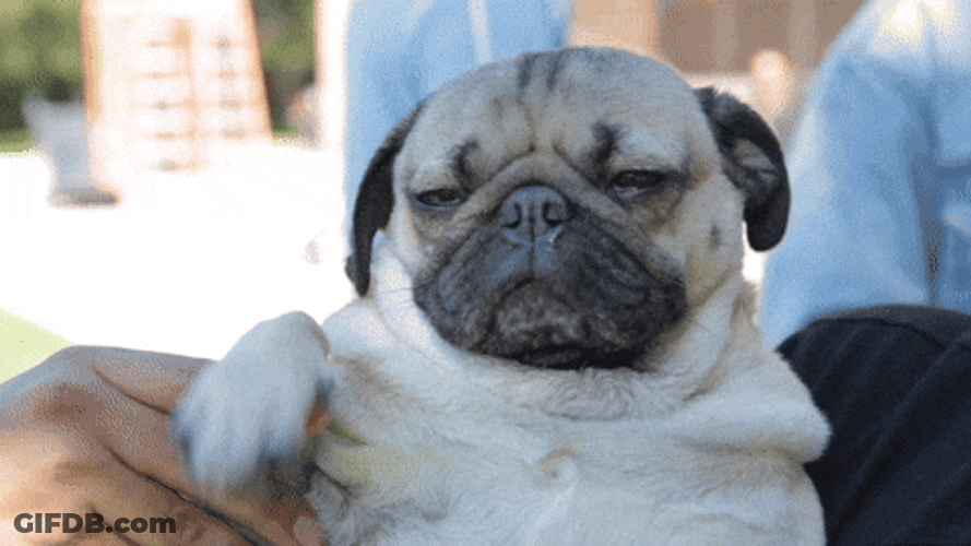 Bye Joe Cute Pug Waving GIF