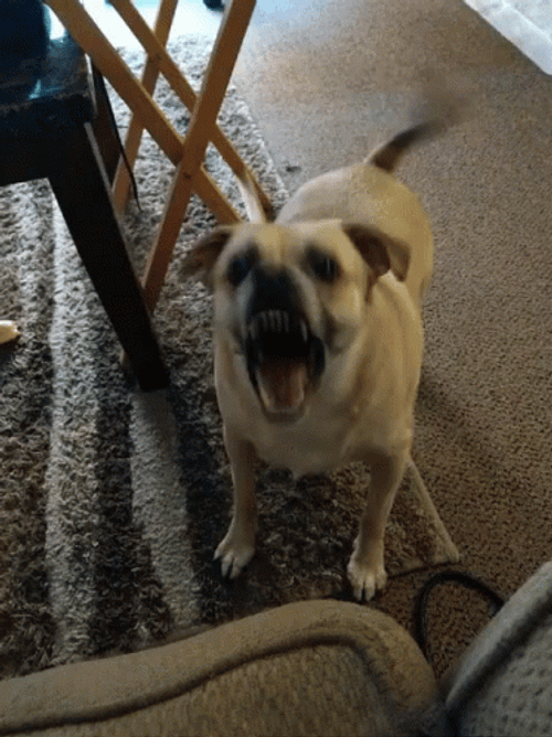 Ca De Bou Dog Barking GIF