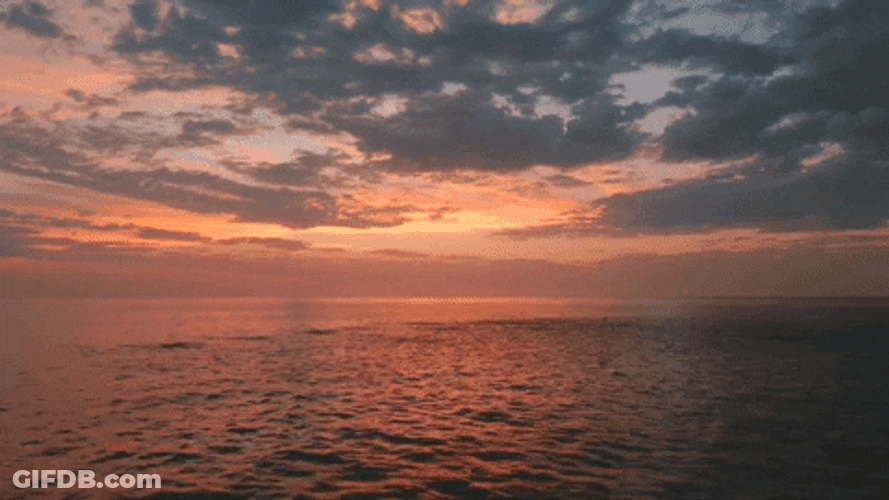 Cabo Verde Sting Ray Fish GIF