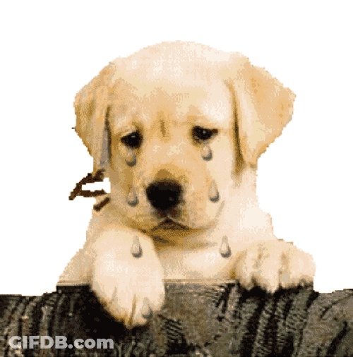 Cachorrinho Chorando Dog Crying GIF