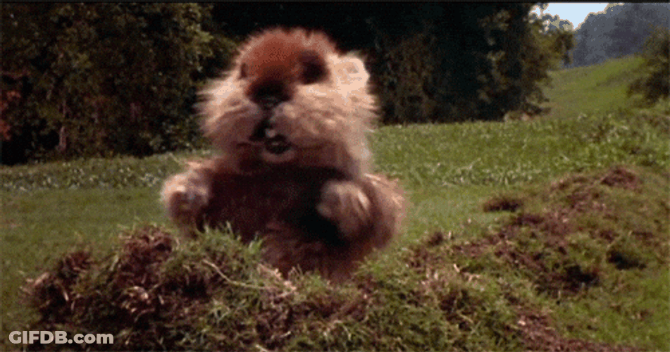 Caddy Shack Dancing Gopher GIF