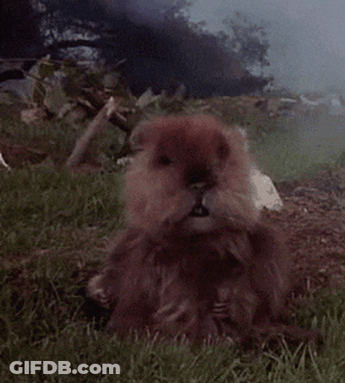 Caddy Shack Shaking Gopher GIF