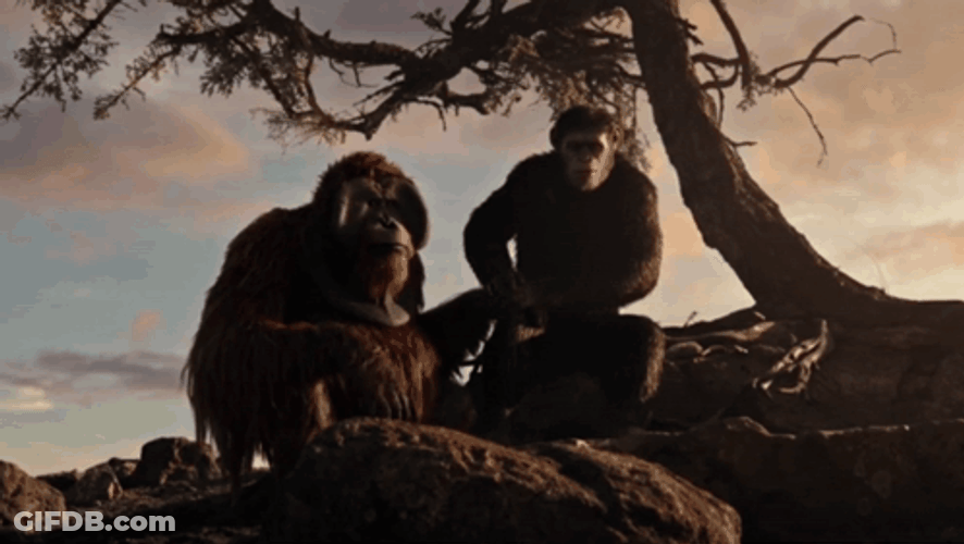 Caesar Sitting Under The Tree GIF