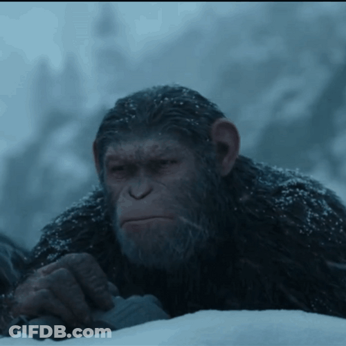Caesar Uses Binocular GIF