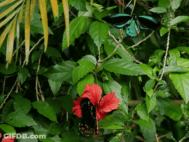 Cairns Birdwing Female And Male Butterflies GIF