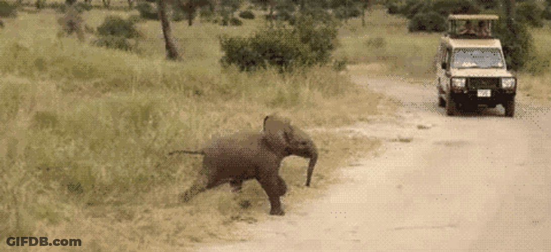 Calf Crossing Road Cute Animal GIF