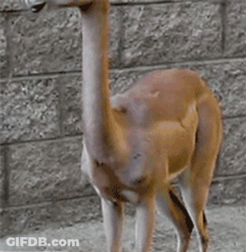 Calf Gulp While Standing GIF