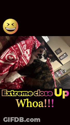 Calico Cat Extreme Close Up Whoa GIF