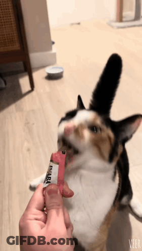 Calico Cat Fed Tunaba GIF
