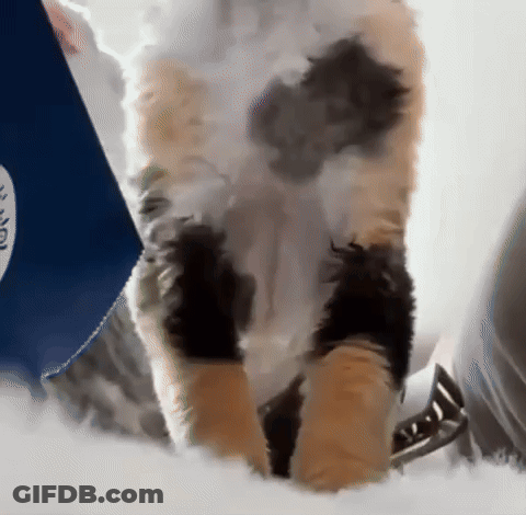 Calico Cat In Front Of Blue Box Saying Noodles GIF