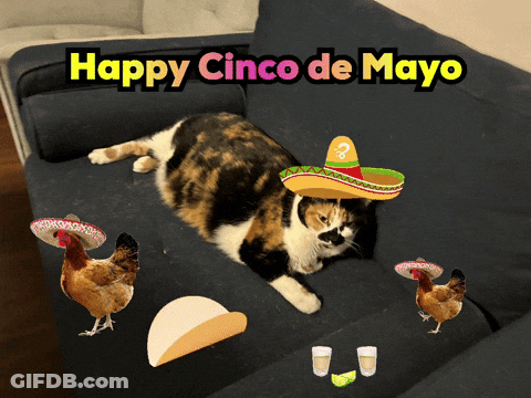 Calico Cat In Sombrero Laying With Chickens GIF