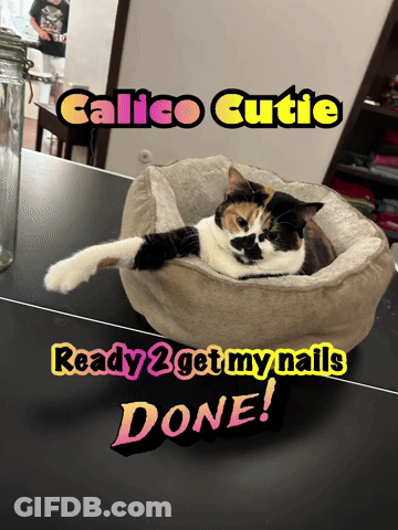 Calico Cat Laying In Cat Bed Ready 2 Get My Nails Done GIF