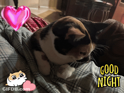 Calico Cat Laying On Bed Good Night GIF