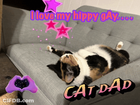 Calico Cat Laying On Couch GIF
