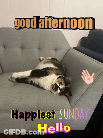 Calico Cat Laying On Couch With Good Afternoon Happiest Sunday Hello GIF