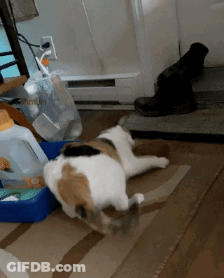 Calico Cat Laying On Rug Next To Dog GIF