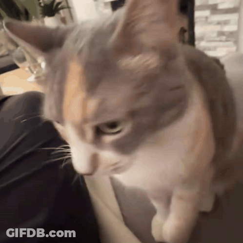 Calico Cat Looking At Camera With Blurry Background GIF
