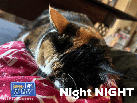 Calico Cat Lying On Blanket Sorry I Am Sleepy GIF