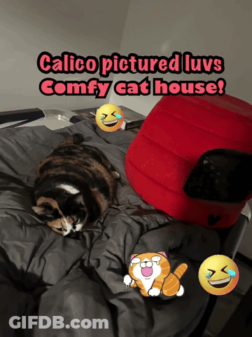 Calico Cat Lying On Comfy Bed GIF