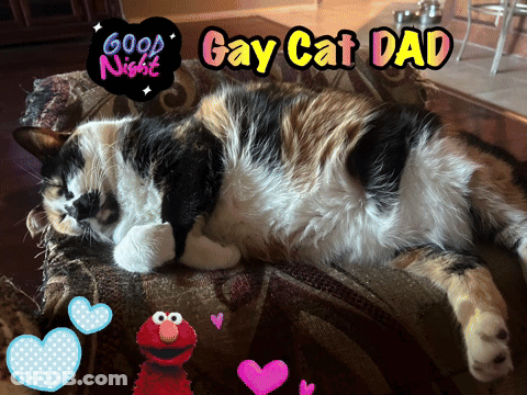 Calico Cat Lying On Couch GIF