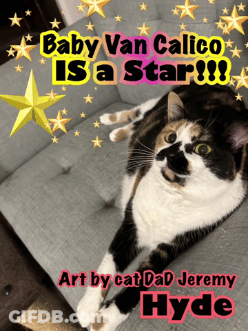 Calico Cat Lying On Couch Baby Van Calico Is A Star GIF