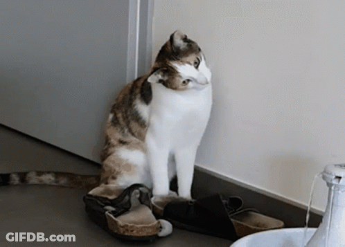 Calico Cat Sitting Next To Shoes GIF