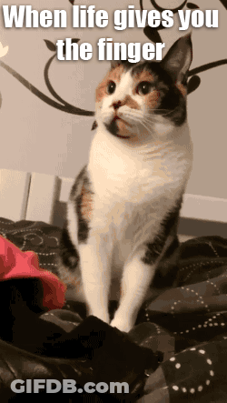 Calico Cat Sitting On Bed Saying When Life Gives You The Finger GIF