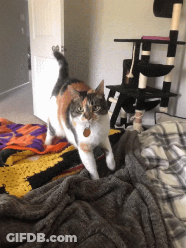 Calico Cat Standing On Bed GIF