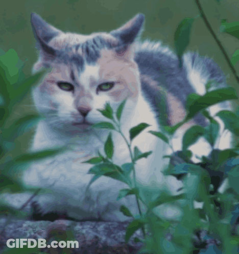 Calico Cat Standing On Bed With Blanket GIF