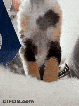 Calico Cat Standing On Hind Legs In Front Of Box Saying Yes GIF