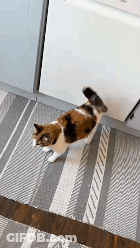 Calico Cat Standing On Hind Legs In Kitchen GIF
