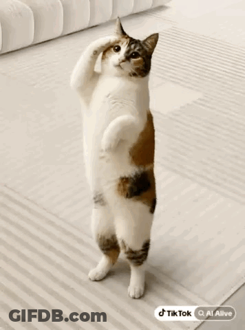 Calico Cat Standing On Hind Legs With TikTok Icon GIF