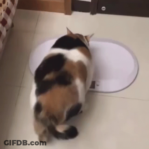 Calico Cat Standing On Scale GIF