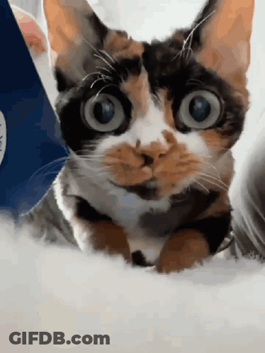 Calico Cat With Big Blue Eyes Lying Down GIF
