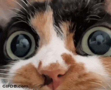 Calico Cat With Big Blue Eyes GIF