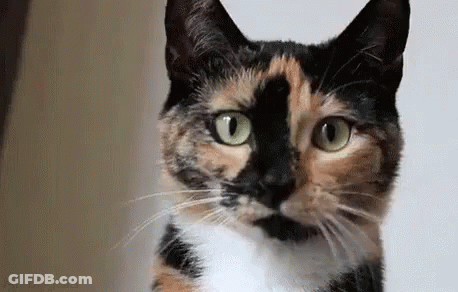 Calico Cat With Green Eyes Looking Surprised GIF