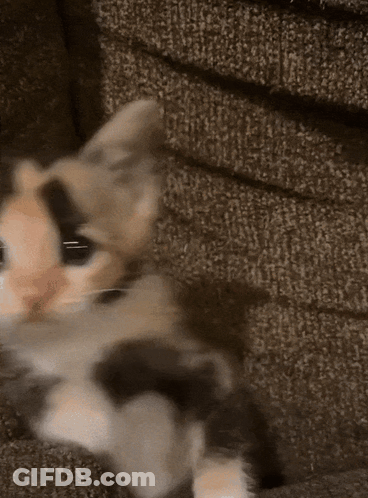 Calico Kitten Laying On Couch Looking At Camera GIF